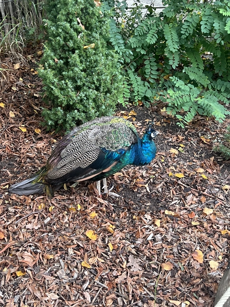 Zoo Impressionen Blauer Pfau.jpeg