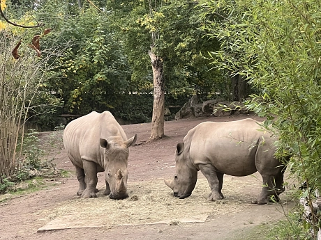 Zoo Impressionen Nashörner.jpeg