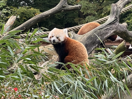 Zoo Impressionen Roter Panda.jpeg