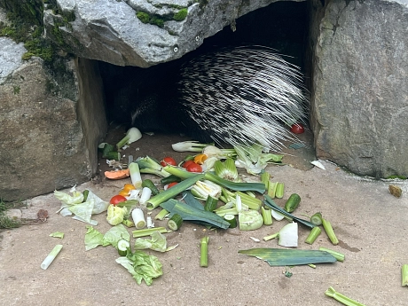 Zoo Impressionen Stachelschwein.jpeg